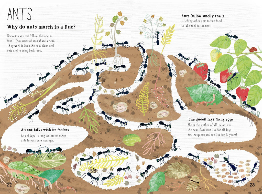 The Big Book of Bugs: 10th Anniversary Edition